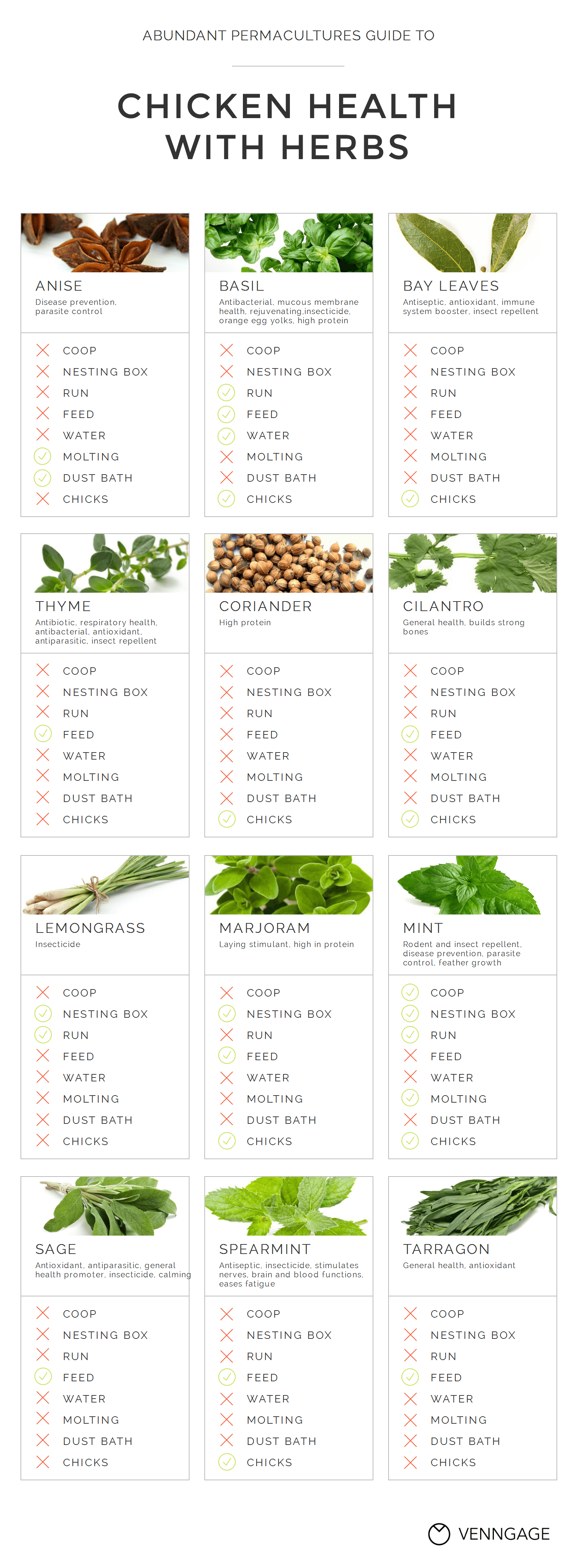 Chicken Health With Herbs Infographic Design Example