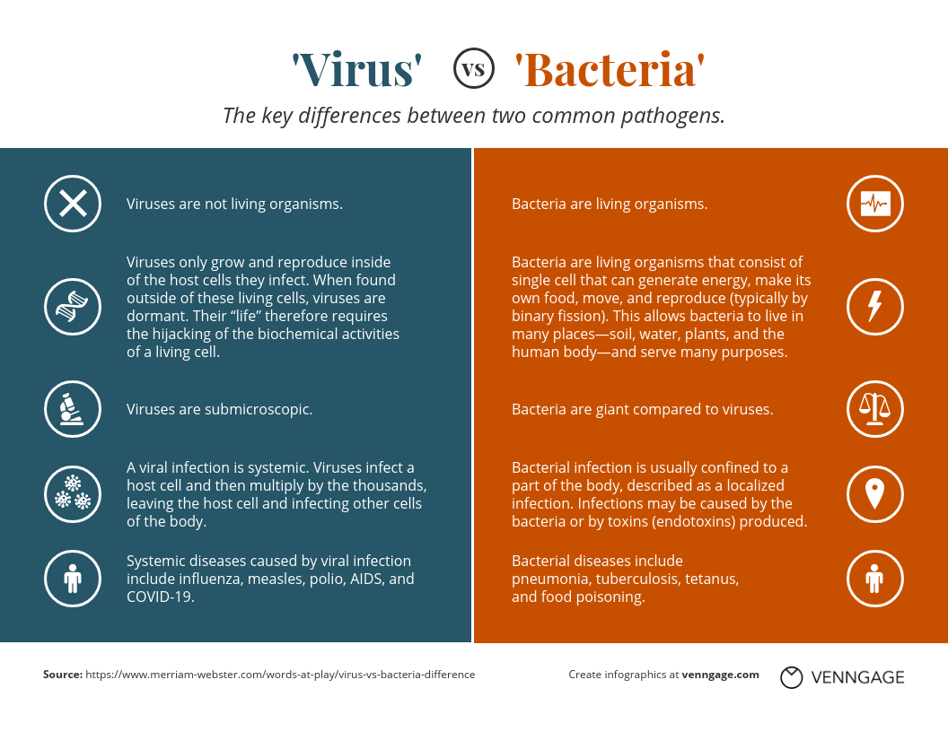 Infographic layout virus vs bacteria comparison infographic